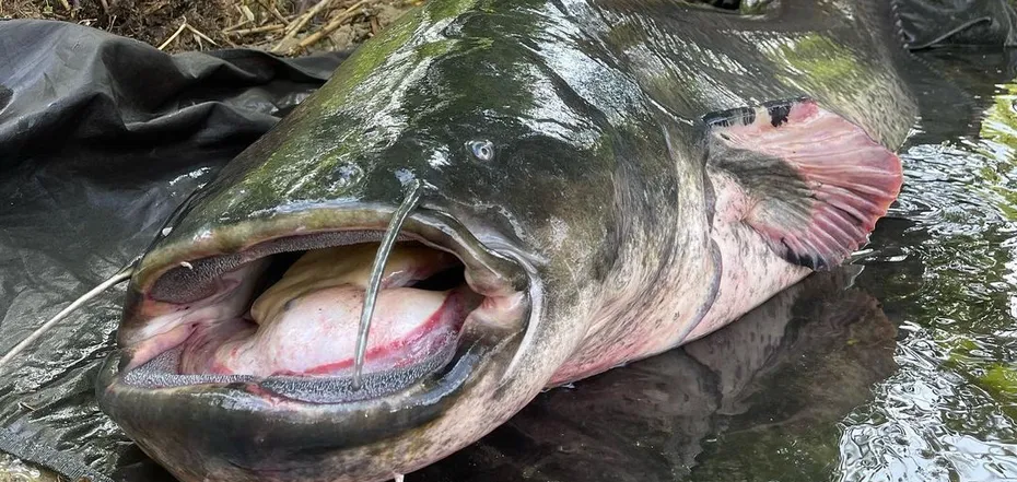 “As if from another planet!” Polish fisherman caught a catfish almost three meters long: photo of the giant