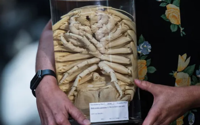 Looks like Darth Vader: a giant sea bug was discovered in the South China Sea. Photo