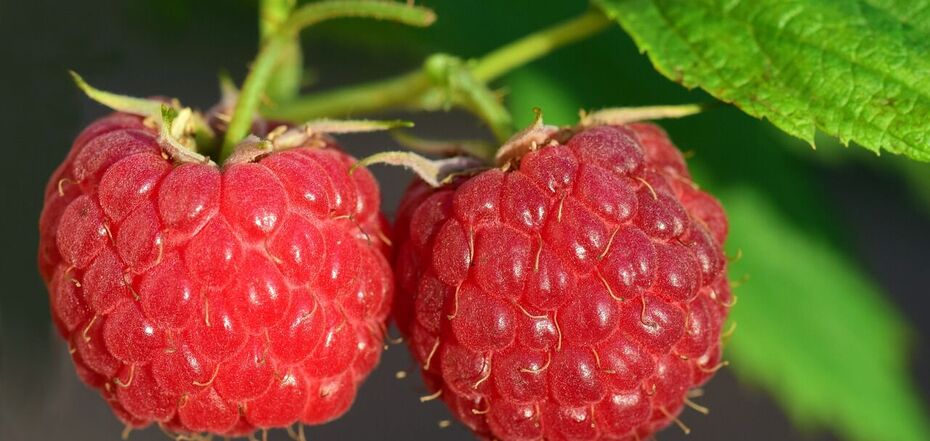 How to get a great raspberry harvest: three mistakes to avoid