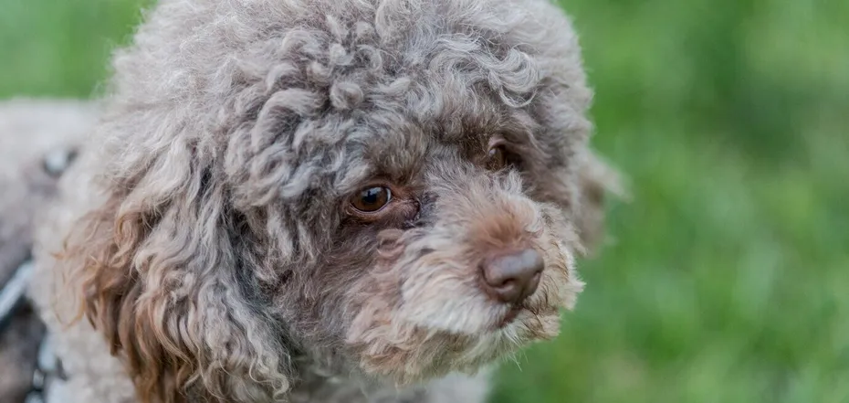 King Charles’s curly dog Lagotto Romagnolo: why this breed is not for everyone