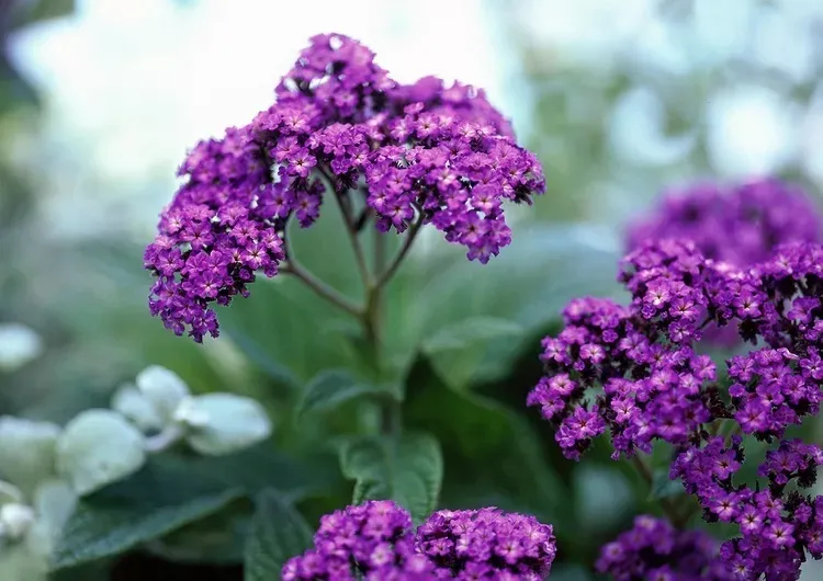 Fills the garden with the scent of vanilla: what is heliotrope in how to grow an unusual flower