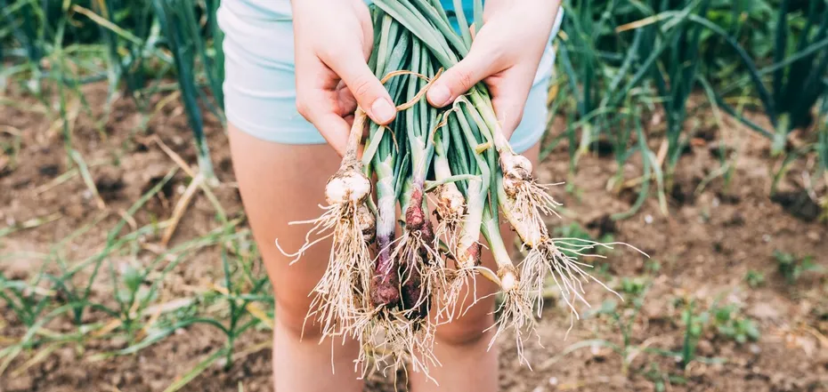 When to plant onions in spring: tips for a bountiful harvest