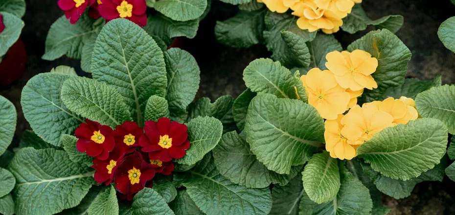 Bright and easy to care for: what flowers to plant in the garden now