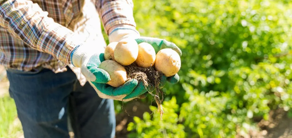 What to do if seed potatoes sprout ahead of time: explanation