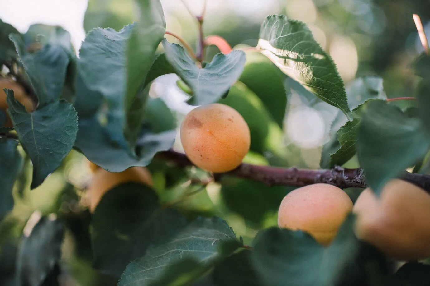 What to plant under an apricot so that the fruits are not wormy