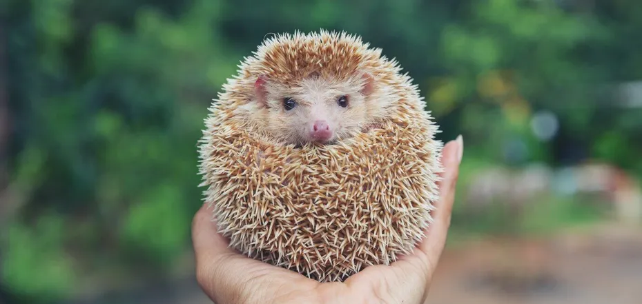 Do not wake the hedgehogs! Gardeners warned to be careful when working after winter